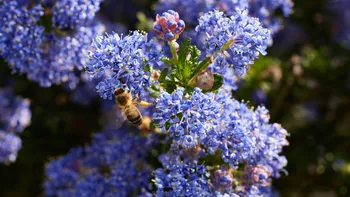 Bee on lilac.jpg